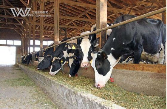 Cas 70288-86-7 Pure Ivermectin Powder For Cattles Intestinal Antiparasitic Drug